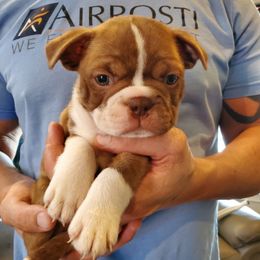 Boy 5 - Black brindle and white male Boston Terrier puppy in Sulphur Springs, Texas from B&B Bostons