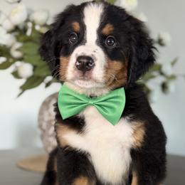 Everest - Dark Green Boy - male Bernese Mountain Dog puppy in Redlands, California from Kiss The Doodlez