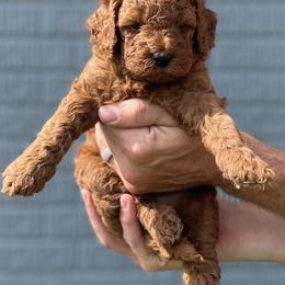 Cavapoo and Poodle Puppies from The Doodle Den