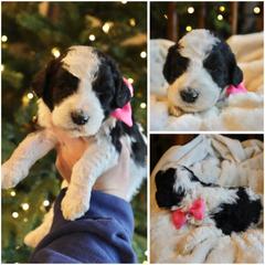 Black and white parti - Black female Whoodle puppy in Smallett, Missouri from Leshas Whoodles
