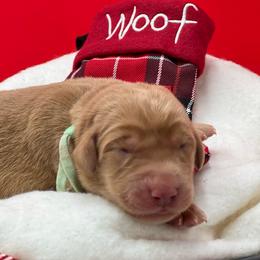 Teal collar - Yellow female Labrador Retriever puppy in Heath Springs, South Carolina from Rich Hill Retrievers
