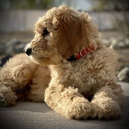 Goldendoodle Puppies from GoldenHearted Doodles