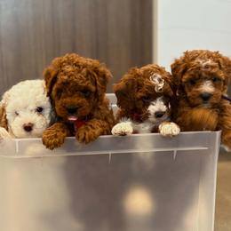 Bernedoodle, Goldendoodle, and Poodle Puppies from 4goldendoodles