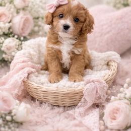 Cavapoo puppies from Florida Coast Doodles