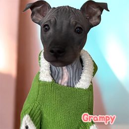 Grampy - Black male American Hairless Terrier puppy in Buckingham, Illinois from Gaus Hof