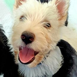 Scottish Terrier Puppies from Nicole's Scottish Terriers