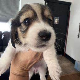 Luna - Piebald female Dachshund puppy in Phoenix, Arizona from Dianna's Dachshunds