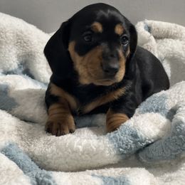Dachshund Puppies from Dachshund world