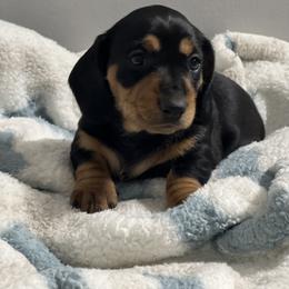 Dachshund Puppies from Dachshund world