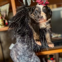 Miniature Australian Shepherd Puppies from CKO Country Road Aussies