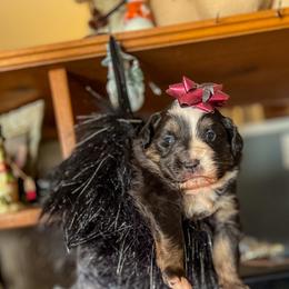 Miniature Australian Shepherd Puppies from CKO Country Road Aussies