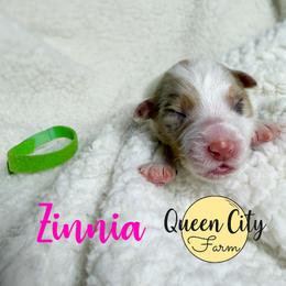 Zinnia - Red merle female Australian Shepherd puppy in Falmouth, Kentucky from Queen City Farm