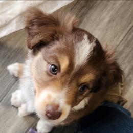 Purple (collar color) you name her - Red tri-color female Miniature American Shepherd puppy in Centralia, Washington from Blackjack Mini Aussies