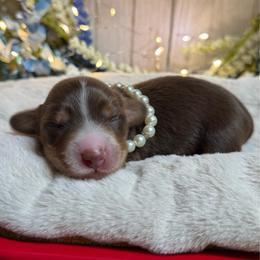 Elowen - Chocolate and cream female Dachshund puppy in Fayetteville, West Virginia from Loop Creek Dachshunds