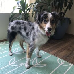 Astrid - Miniature Australian Shepherd