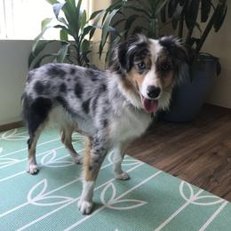 Astrid - Miniature Australian Shepherd