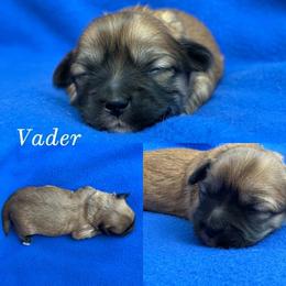 Vader - Red gold male Lhasa Apso puppy in Cincinnati, Ohio from Shangri-La Lhasa Apsos