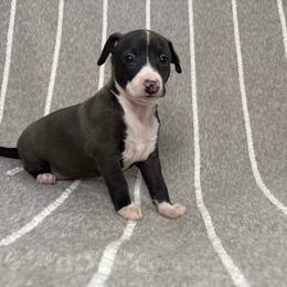 Molly - White and black female Italian Greyhound puppy in Haywood, Kentucky from Kentucky Greyhounds