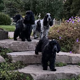 English Cocker Spaniel All Grown Up from Woodwyn Farm