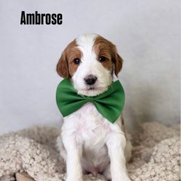 Ambrose - Parti male Goldendoodle puppy in Williamson, New York from Lakeside Doodles