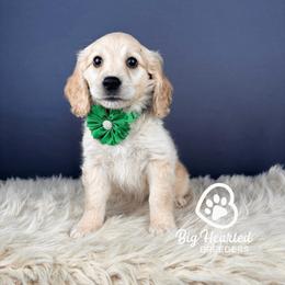 Daniella - Cream female Companion Cross puppy in Utah County, Utah from Big Hearted Breeders
