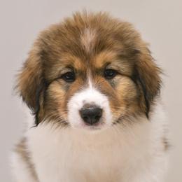 Merlin od Dinare - White male Tornjak puppy in Raleigh, North Carolina from Tornjak Kennel "Od Dinare"