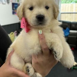 Girl 5 - Golden female Golden Retriever puppy in Edgerton, Wisconsin from ERSA Acres Golden Retrievers...limited registration only offered