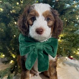 Chino - Brown and white male Bernedoodle puppy in Buffalo, Illinois from Pear Tree Pups