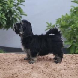 Cavachon, Cavalier King Charles Spaniel, Cavapoo, and Havanese Puppies from Peaks Pups & Cavachon Love Chocolate Cavaliers, Cavaliers, Cavachon’s, Cavapoos & Havanese