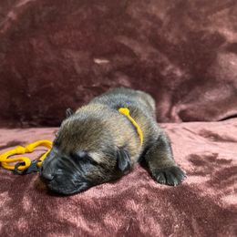 Gold boy - Sable male German Shepherd puppy in Riverside, California from Von Der Sagobi