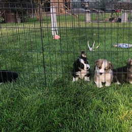 Pembroke Welsh Corgi Puppies from DESERT SAGE CORGI'S