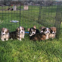 Pembroke Welsh Corgi Puppies from DESERT SAGE CORGI'S