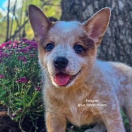 (Red) Cowboy - Red speckled male Australian Cattle Dog puppy in Burleson, Texas from Bluebonnet Heelers