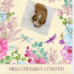 Miss Cressida Capper - Cream female Cockapoo puppy in Piedmont, Oklahoma from Perdue Puppies