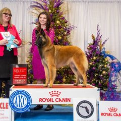 Sauvi - Belgian Tervuren