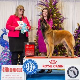 Sauvi - Belgian Tervuren
