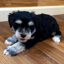 Chandler Duke Williams - Black and silver male Miniature Schnauzer puppy in Auburn, Georgia from Very Special Mini Schnauzers