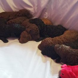 Poodle Puppies from RK'S Pets