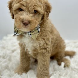Goldendoodle Puppies from DM Hilltop FURfamily