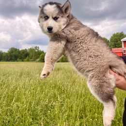 Siberian Husky Puppies from Red Top Huskies
