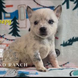Sleepy - Blue male Australian Cattle Dog puppy in Silsbee, Texas from Rockin ND Ranch