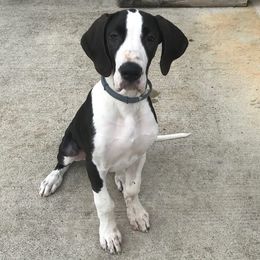 Great Danes from Tinkerbelle's Puppies