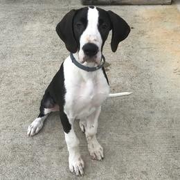 Great Danes from Tinkerbelle's Puppies