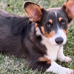 Denver - Pembroke Welsh Corgi