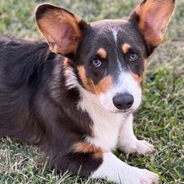 Denver - Pembroke Welsh Corgi