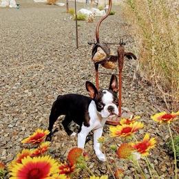 Boston Terrier Puppies from Blue Chick Farm