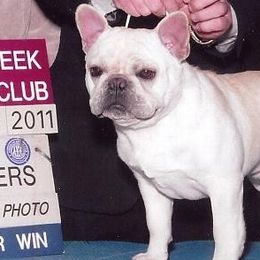 French Bulldog adult dog