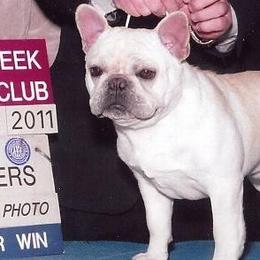 French Bulldog adult dog