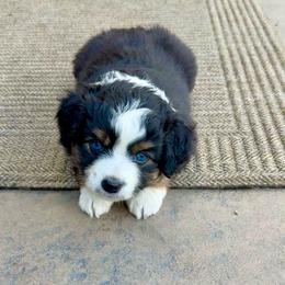 Clover - Black tri female Miniature Australian Shepherd puppy in Grants Pass, Oregon from Woodwind Miniatures