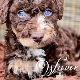 Wilder - Reserved - Red merle male Aussiedoodle puppy in Ennis, Texas from God’s Little Aussies